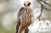 گونه شاهین پاسرخ Red-footed Falcon